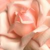 4019-rose-rose-affiches-1.jpg