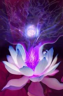 Lotus lumière