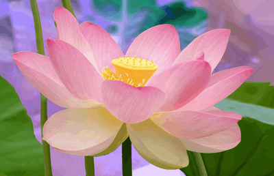 Pink lotus flower animation