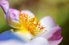 Pixabay free nickpe