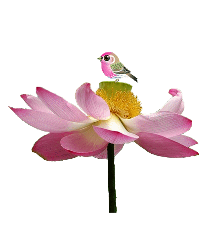 Iu animated lotus bird