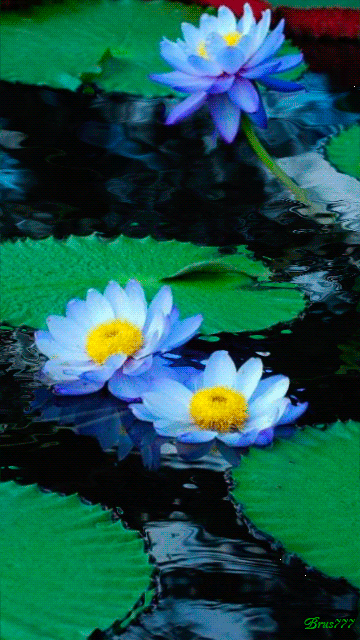 Iu water lily flower