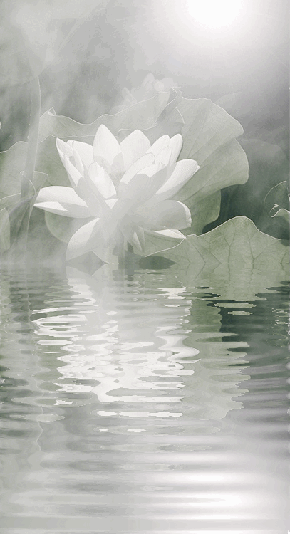 Iu white lotus flower reflexion