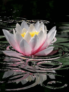 Lotus cerles eau