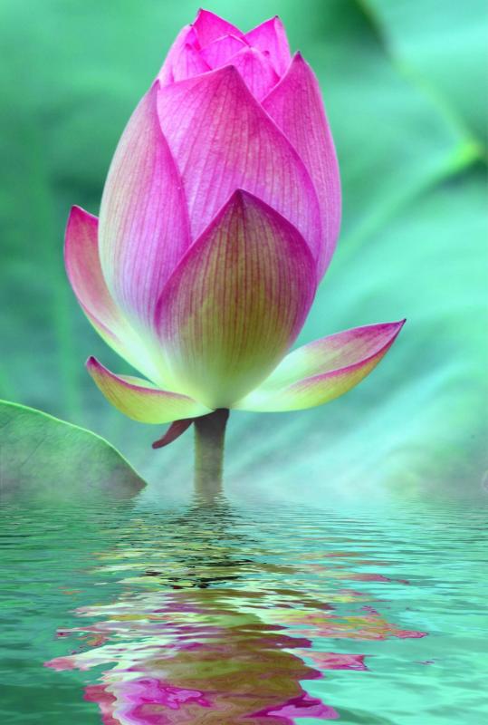 Lotus2pixabay